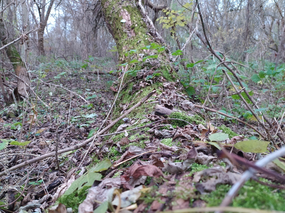 flowers in the forest