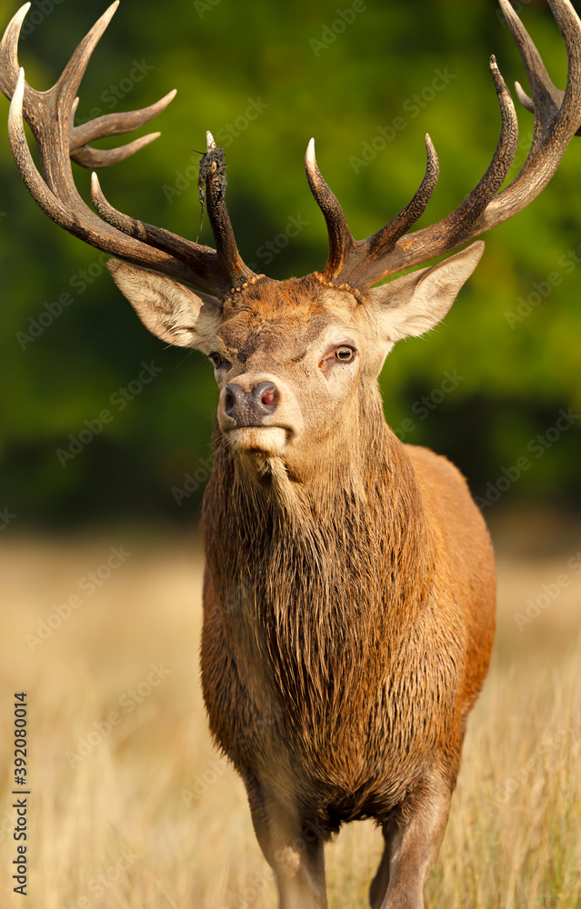 Close up of a Red Deer in autumn Close up of a Red Deer in autumn