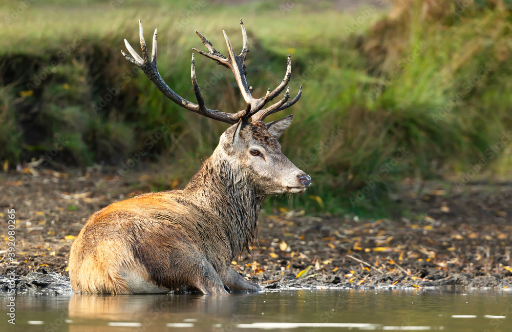 Close up of a red deer lying in muddy water