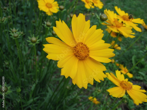 Close-up shot of a flower.