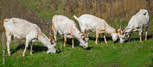 Canvas Print Goat farm. Goats graze green grass on pastures