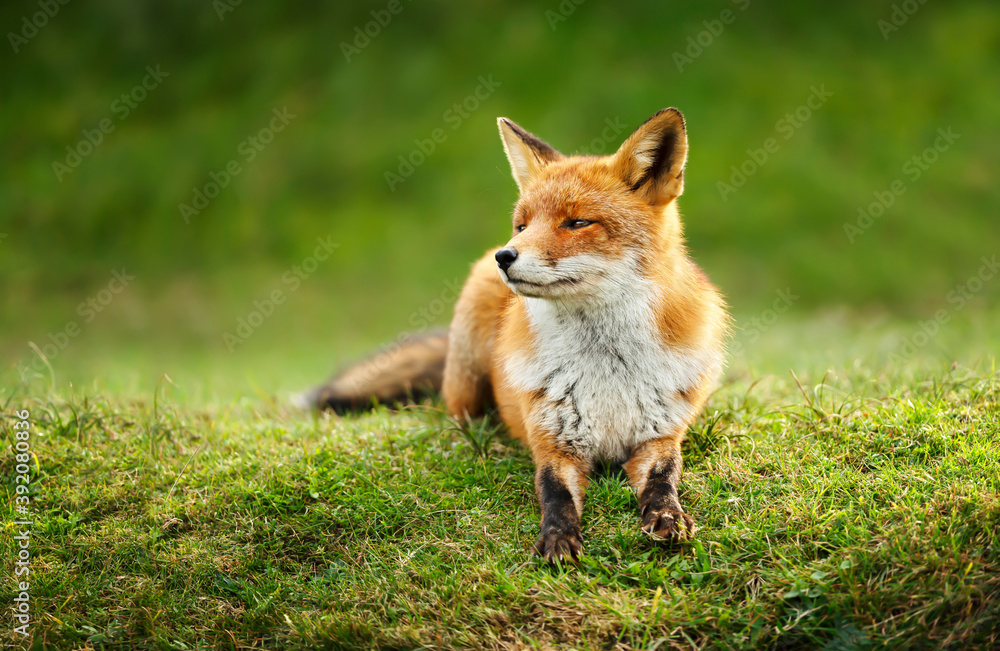 Close up of a red fox lying on green grass Close up of a red fox lying on green grass