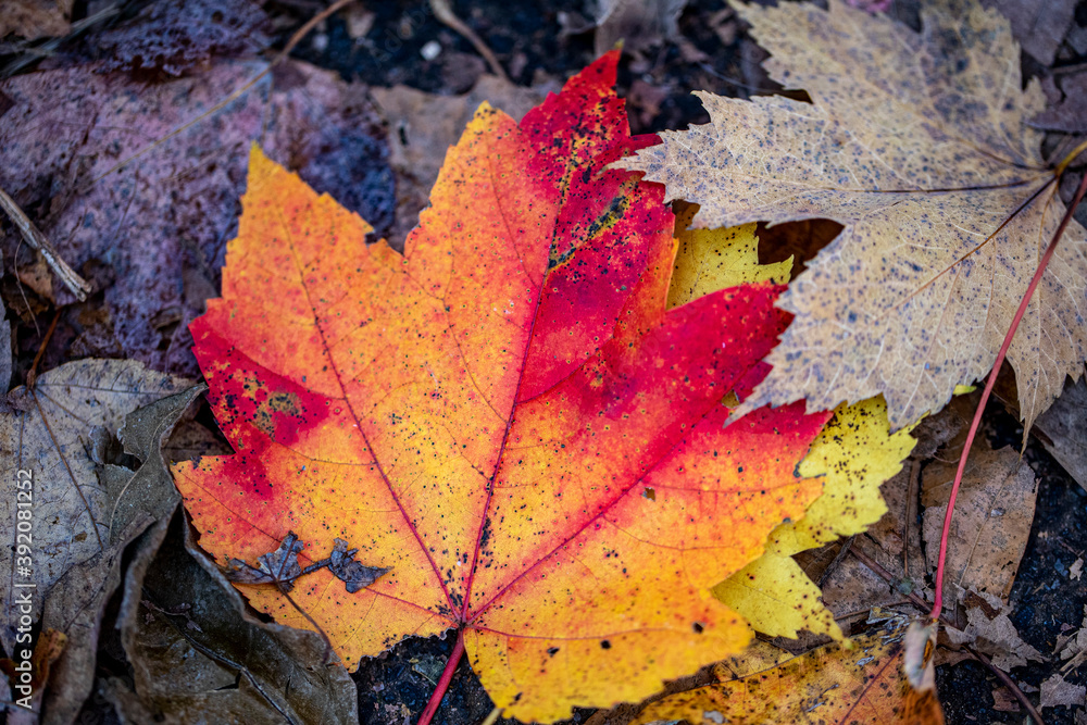 The colorful leaves along the Ravine in the North Woods of Central Park, New York City The colorful leaves along the Ravine in the North Woods of Central Park, New York City