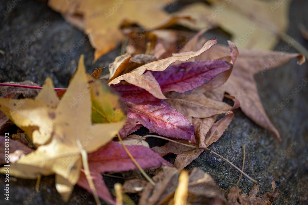 The colorful leaves along the Ravine in the North Woods of Central Park, New York City The colorful leaves along the Ravine in the North Woods of Central Park, New York City