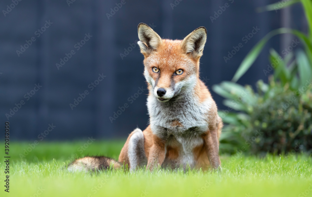 Fototapeta premium Close up of a red fox against grey fence in summer