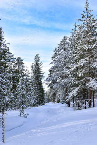 Balade dans la forêt de la Laponie Finlandaise © Jeffway