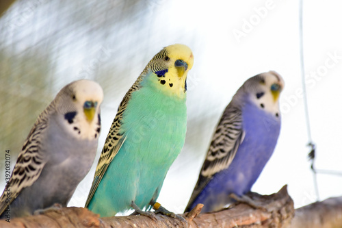 Jolies perroquets sur leur branche. © Jeffway