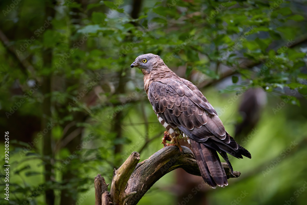 European honey buzzard, Pernis apivorus, migratory bird of prey, sitting on a branch, isolated on blurred green forest background. Sumava national park, Czech republic. European honey buzzard, Pernis apivorus, migratory bird of prey, sitting on a branch, isolated on blurred green forest background. Sumava national park, Czech republic.