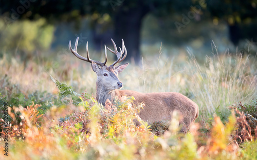 Red Deer standing in bracken during rutting season in autumn