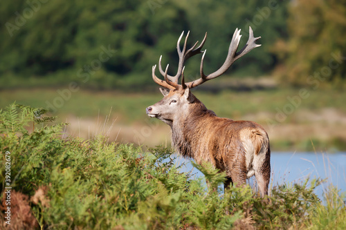 Close up of a Red Deer standing near a pond