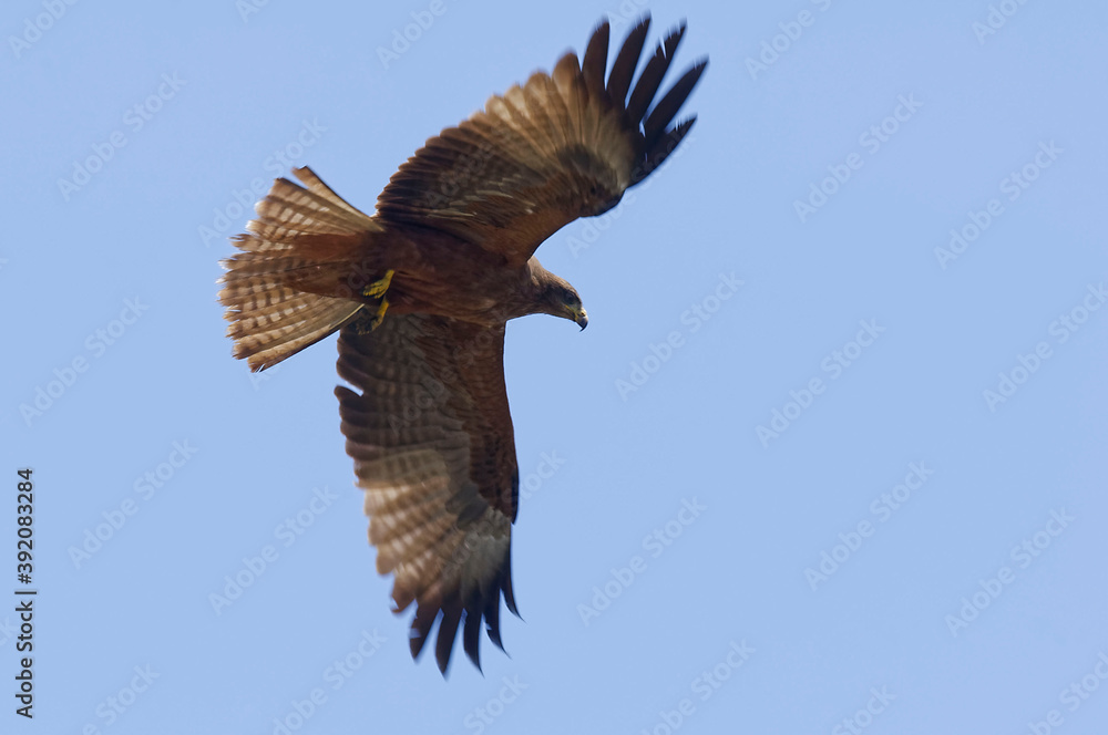 Obraz premium Black kite (Milvus migrans), Madagascar