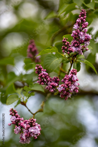 blossoms of a common lilac