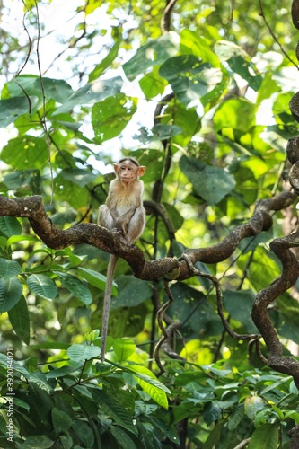 Monkey on a branch. State Of Goa. India photo