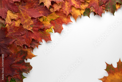 Border frame of colorful autumn leaves isolated on white background. Autumn, fall, thanksgiving day, nature concept. Flat lay, top view, copy space.