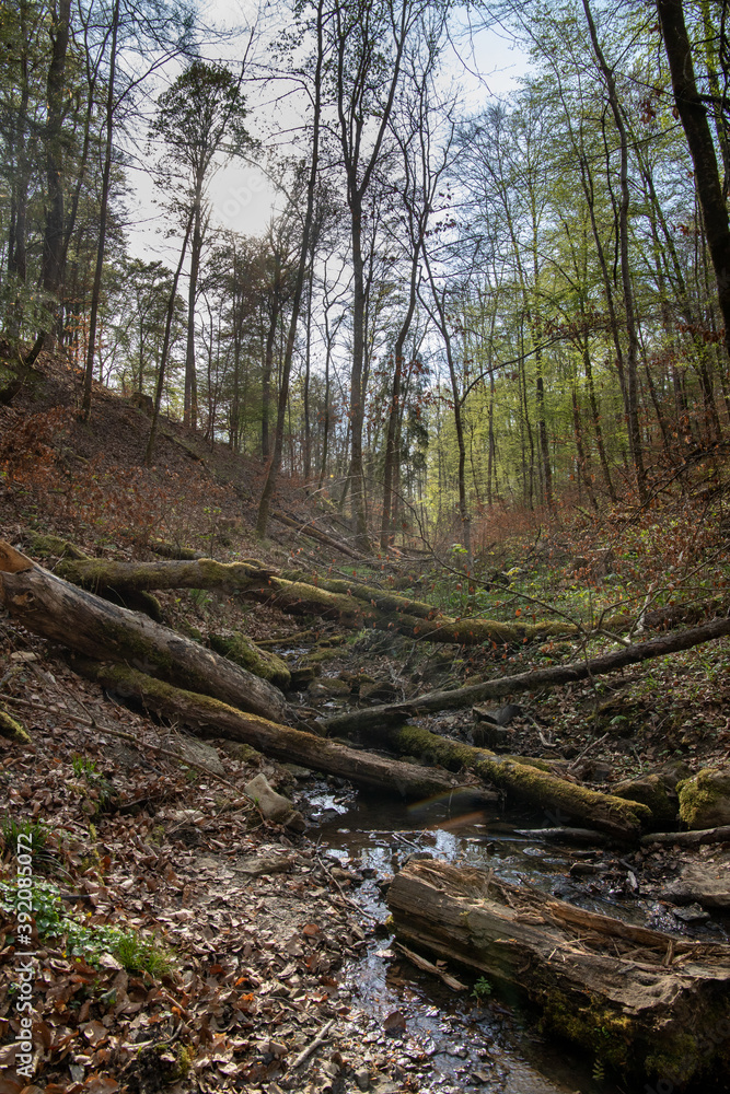 Ochsenbach im Naturpark Schönbuch Ochsenbach im Naturpark Schönbuch