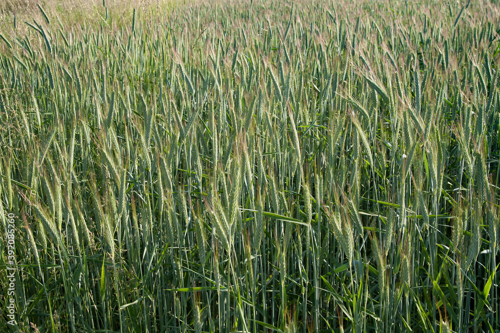 Green field barley on a sunny day. Nature green background. Green field barley on a sunny day. Nature green background.