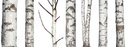 set of natural birch trunks isolated on white background