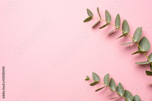Green eucalyptus plant on a pink background with copyspace