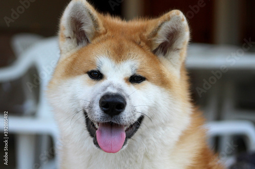 Japanese Akita inu, red dog, portrait of a dog.