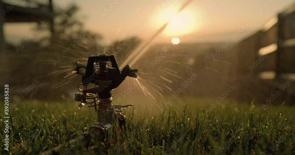Close up, sprinkler sprays lawn at sunset Close up, sprinkler sprays lawn at sunset