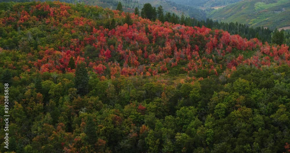 Multicolored autumn trees in Utah, wide aerial Multicolored autumn trees in Utah, wide aerial