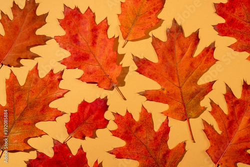 Pattern of red autumn leaves.