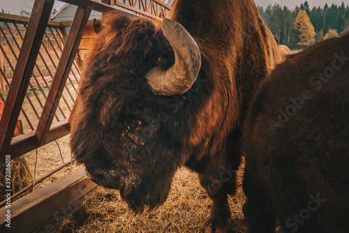 The head of the bison at close range.