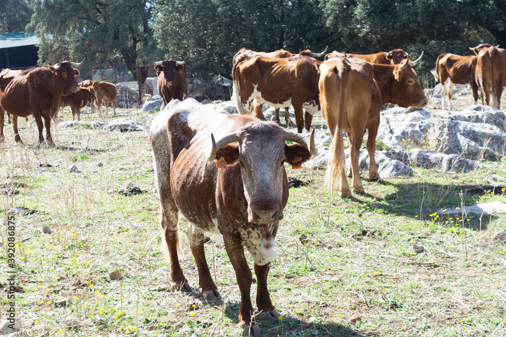 vacas en la pradera