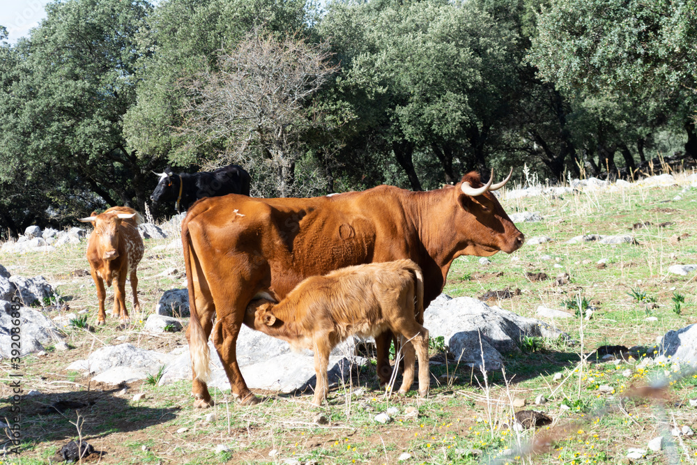 vacas en la pradera