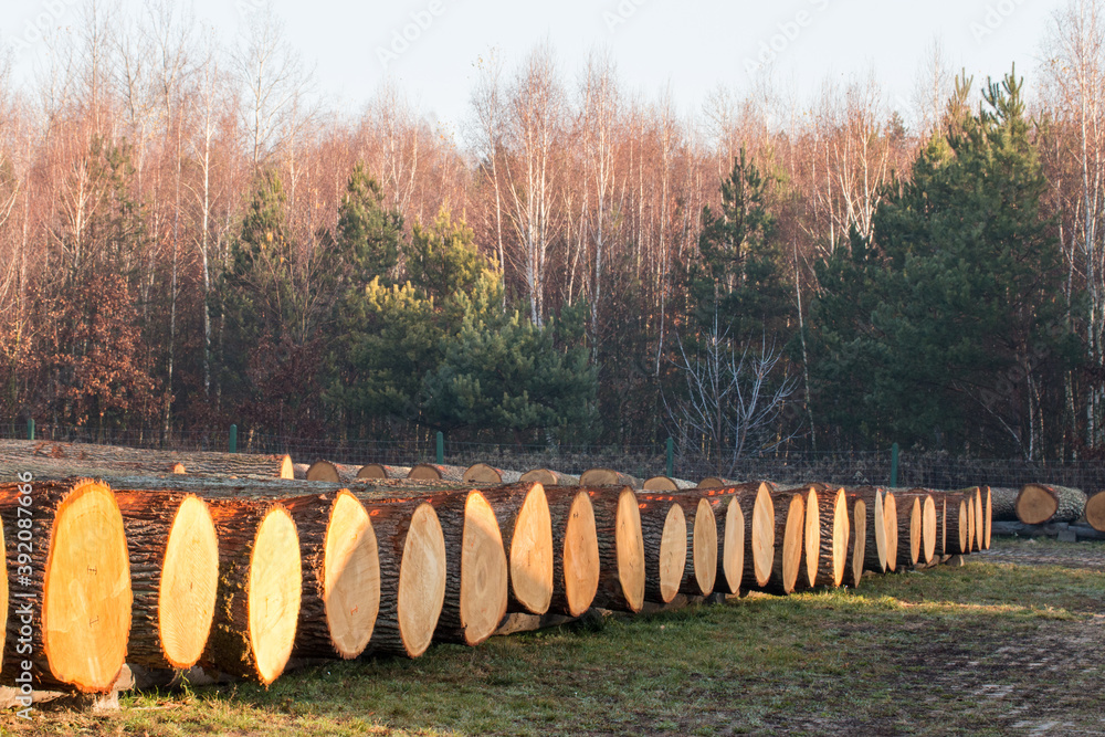 Fototapeta premium Drewno przygotowane do aukcji .