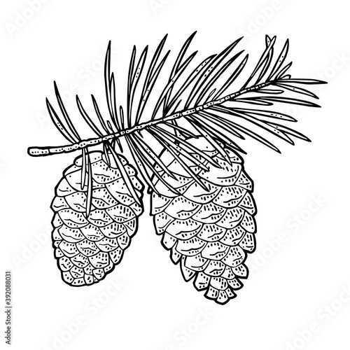 Pine cone and branch of fir tree. Vector vintage black engraving illustration.