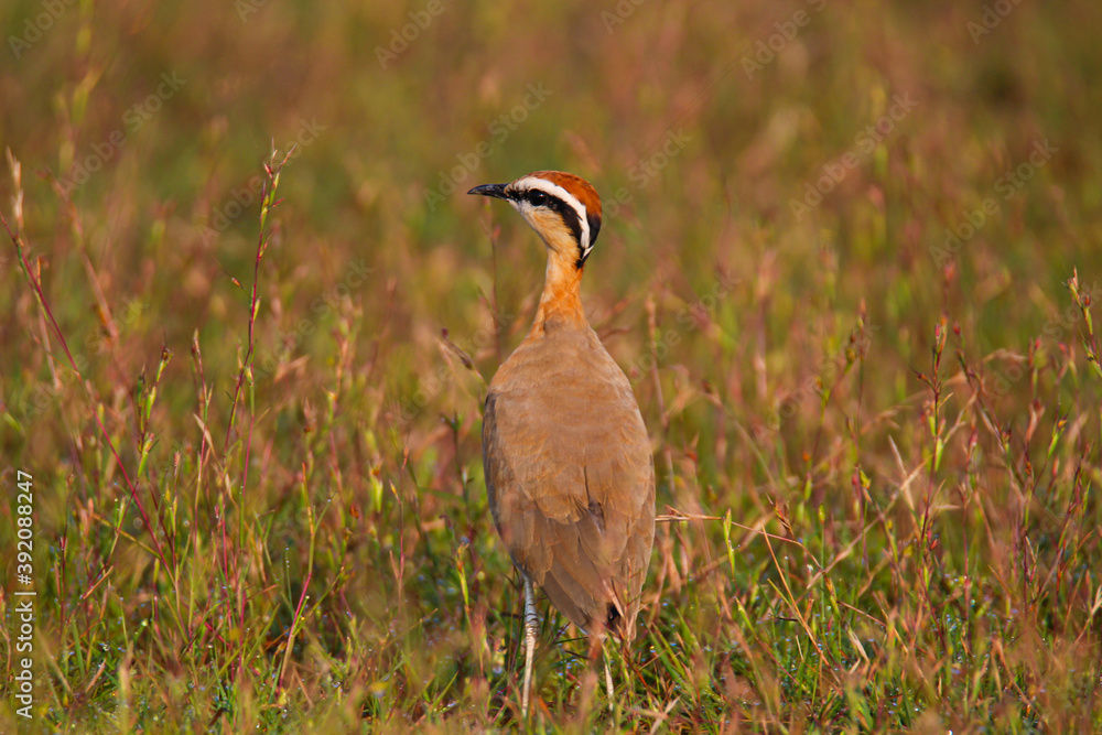 Indian courser Bird on an open field Indian courser Bird on an open field