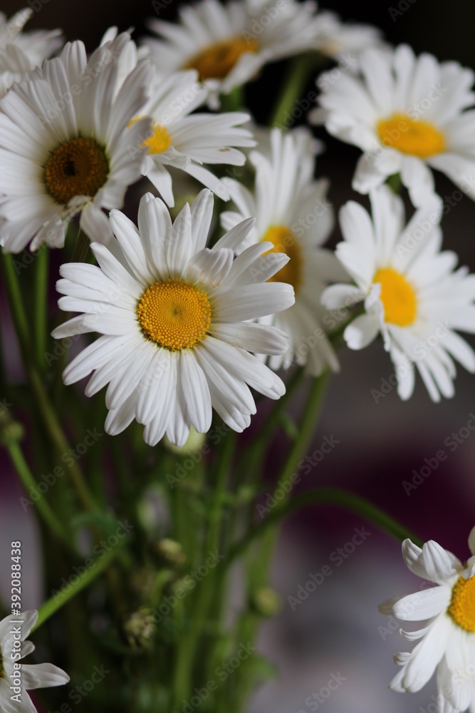 Obraz premium daisies in a garden