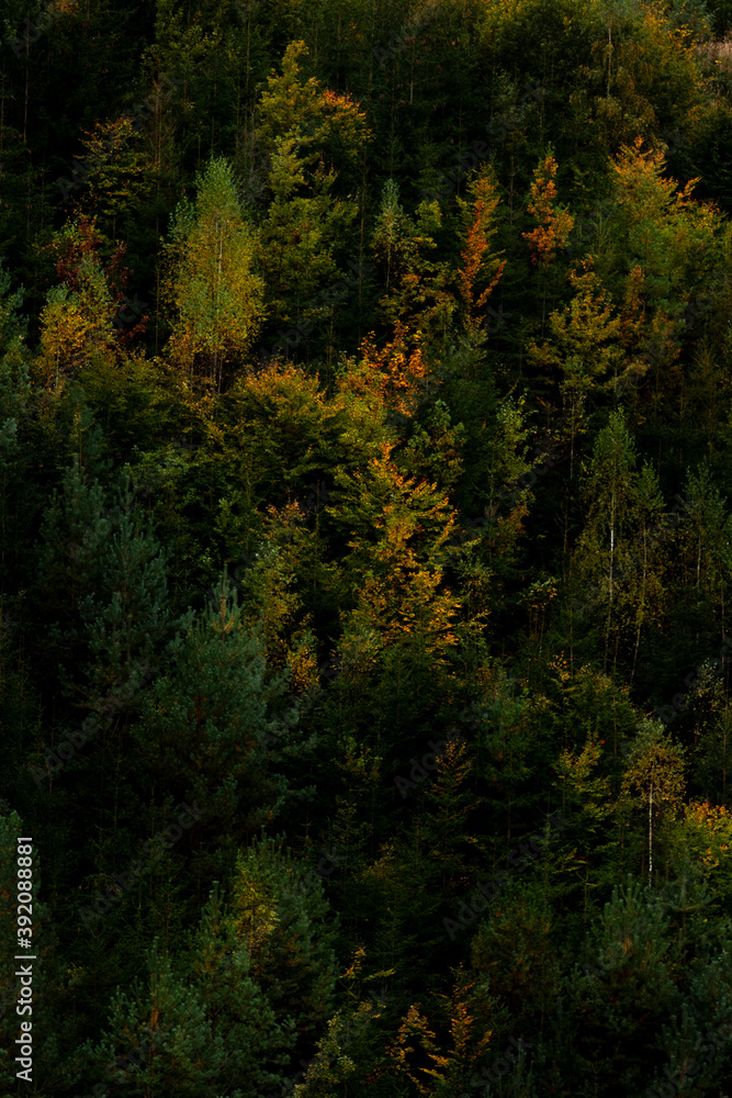 Colorful autumn forest detail in the morning