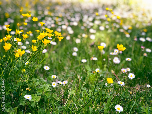 yellow flowers in a field full of defocused daisy
