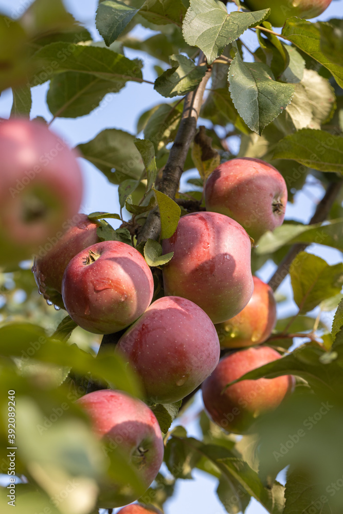 Φωτογραφία Ripe red apples hang on the branches, sanctified by the warm rays of the sun