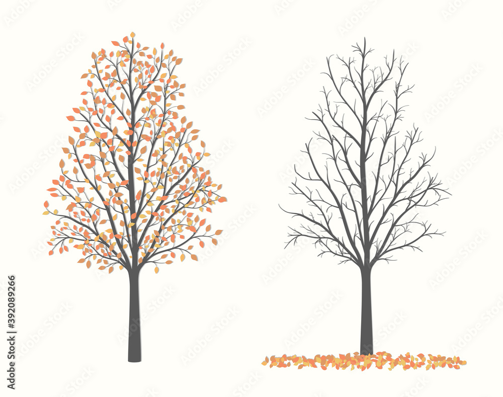 Obraz premium Autumn tree in two versions with red and yellow leaves and without leaves