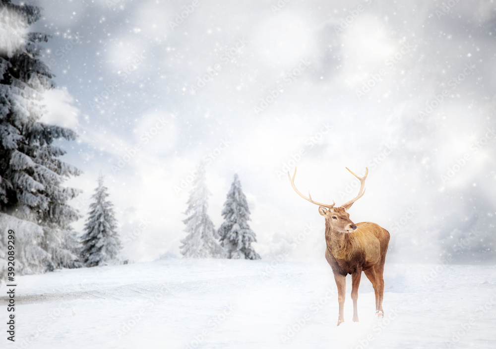 magical Christmas card with noble deer male in fairy tale winter landscape magical Christmas card with noble deer male in fairy tale winter landscape