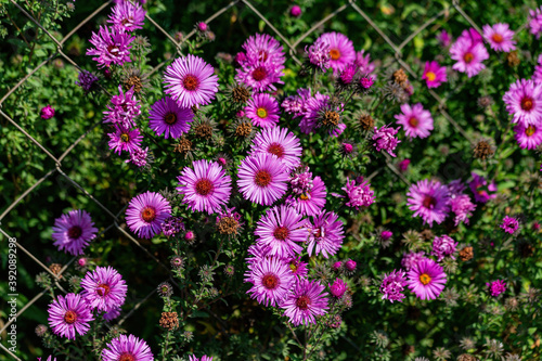Beautiful pink Daisy flowers in the garden. © viktor