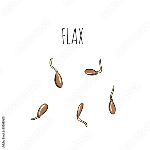 Flax set of growing seeds - vector illustration. Microgreens in the style of sketch and hand drawing. Healthy and wholesome vegan food for restaurants, cafes and kitchens