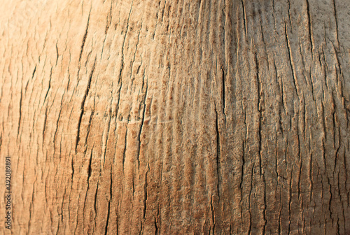 Texture of wooden surface, palm trunk