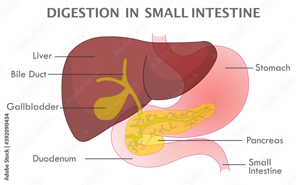 Digestion in small intestine. Accessory organs, digestive system stages