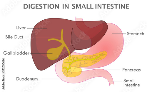 Digestion in small intestine. Accessory organs, digestive system stages structure. Liver, Pancreas, Gall bladder, Stomach, Duodenum anatomy. Explanations. Transparent medical illustration vector