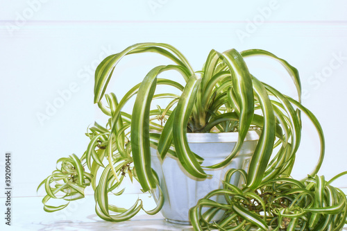 chlorophytum comosum, spider plant on a white background photo