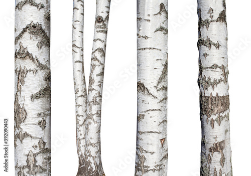 Fotografia set of natural birch trunks isolated on white background