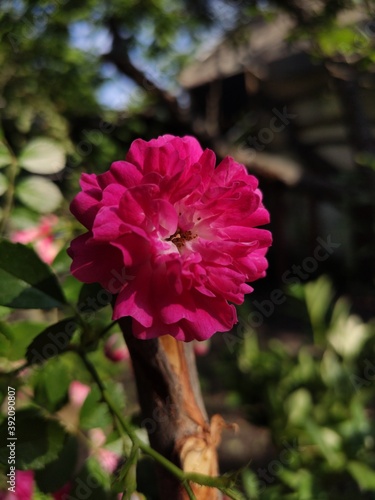 pink flower