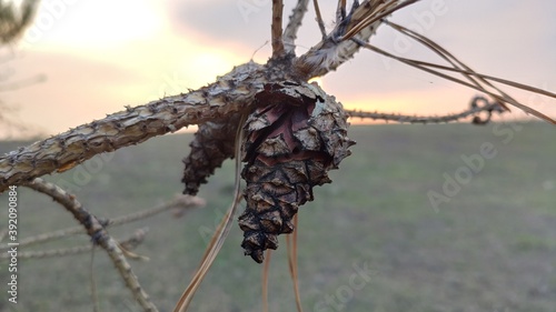 bump on a branch