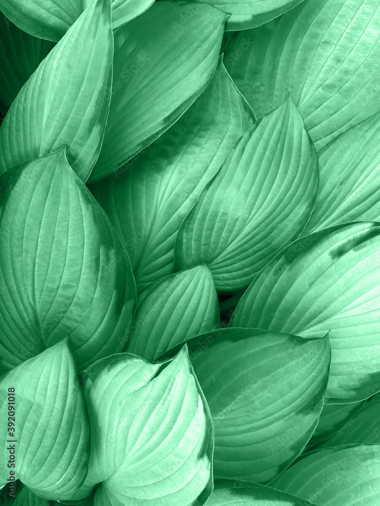 beautiful textured leaves background toned trendy color beautiful textured leaves background toned trendy color