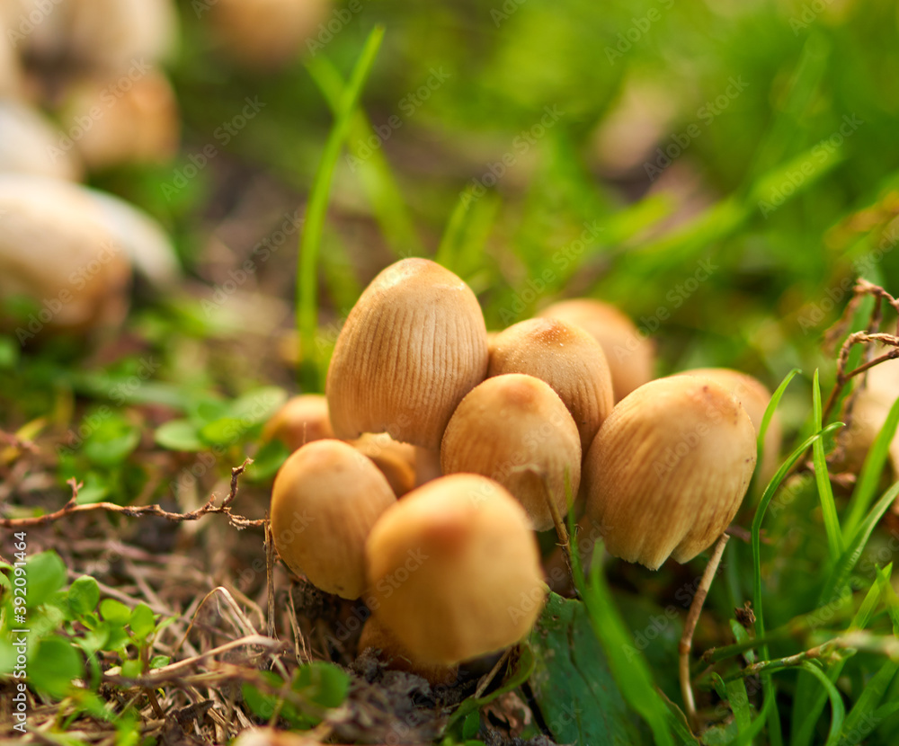 mushrooms grow in a clearing in the park mushrooms grow in a clearing in the park