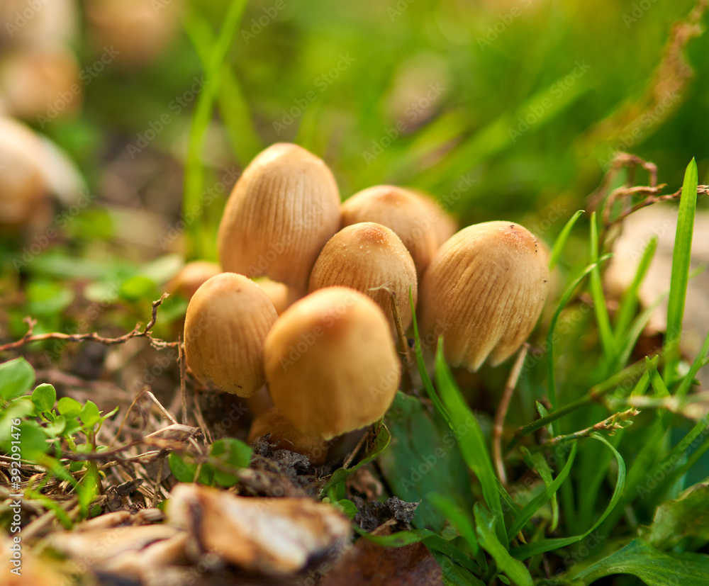 mushrooms grow in a clearing in the park mushrooms grow in a clearing in the park